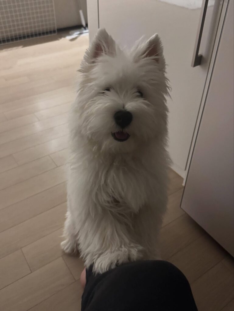 Archie — West Highland White Terrier puppy