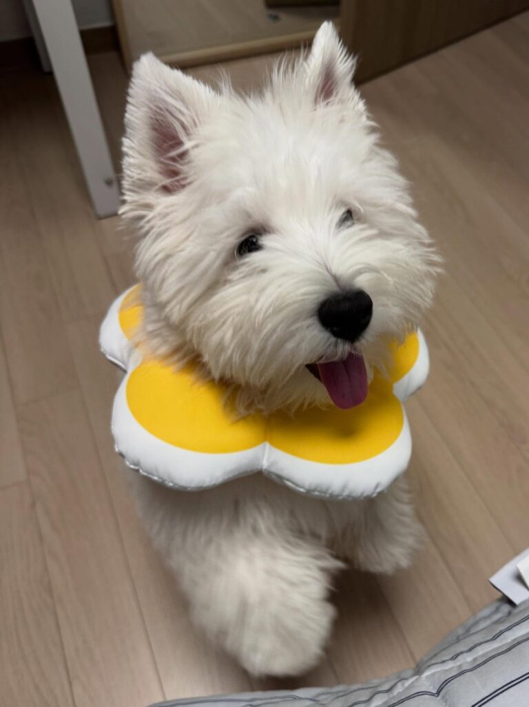 Archie — West Highland White Terrier puppy