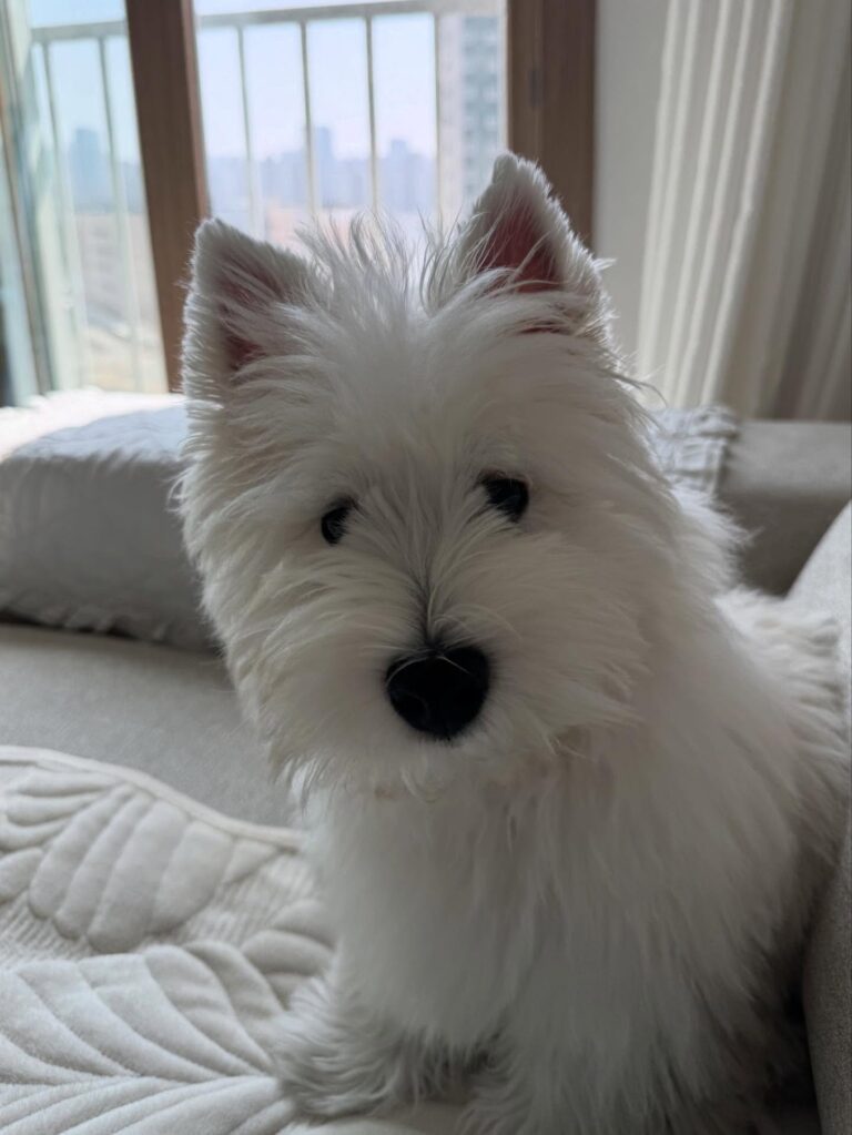 Archie — West Highland White Terrier puppy
