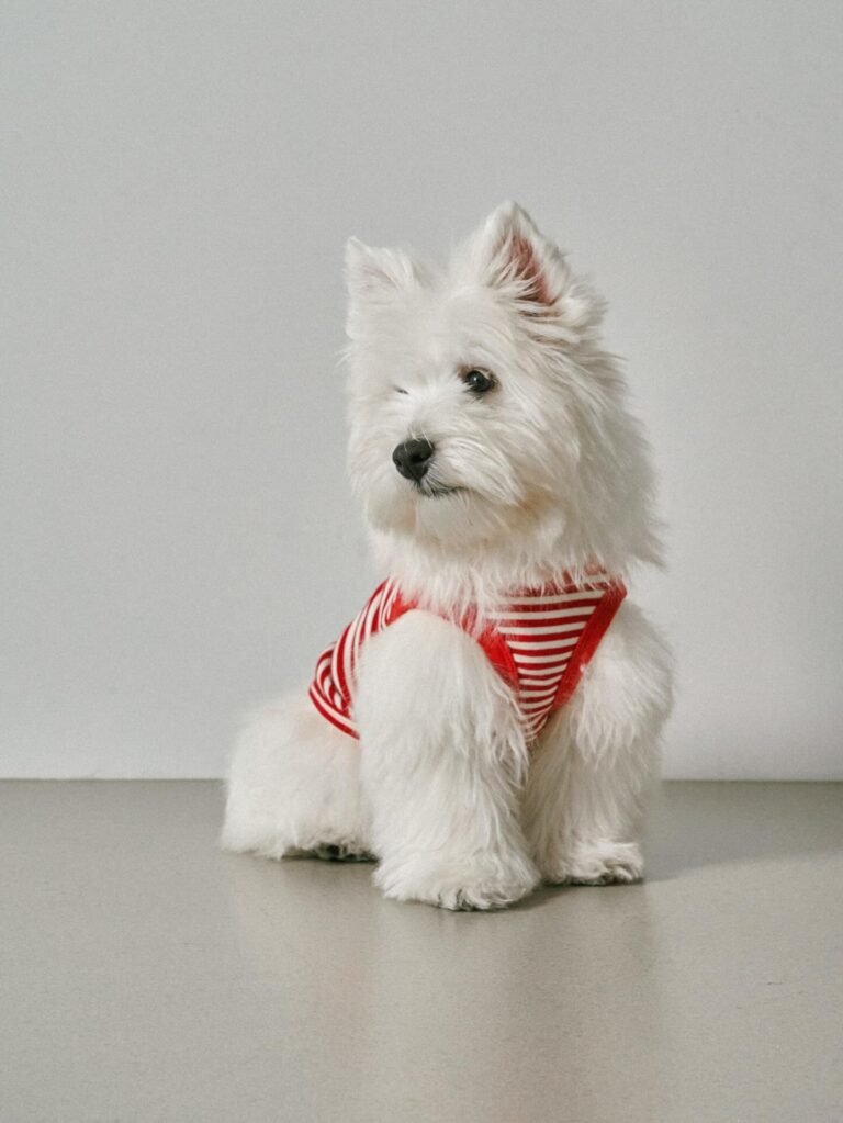 Archie — West Highland White Terrier puppy