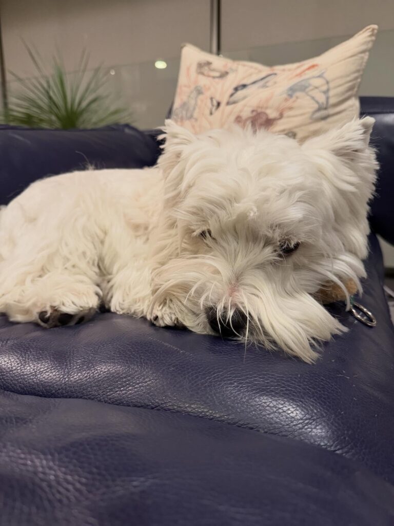 Callum — West Highland White Terrier puppy