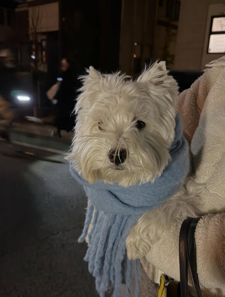 Callum — West Highland White Terrier puppy