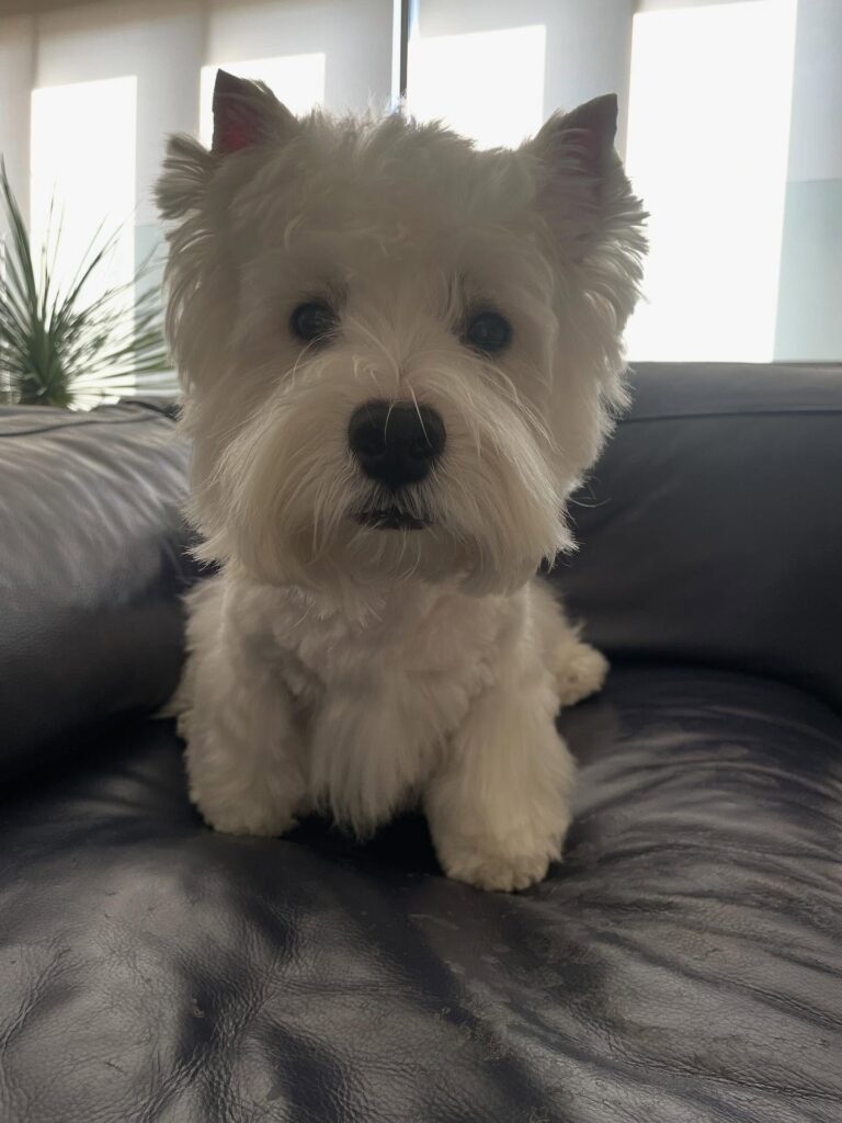 Callum — West Highland White Terrier puppy
