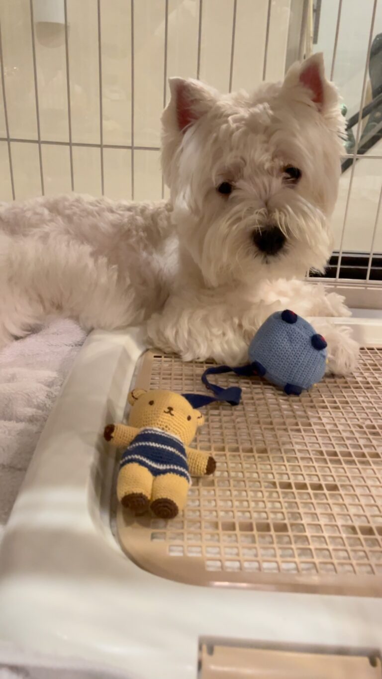 Callum — West Highland White Terrier puppy