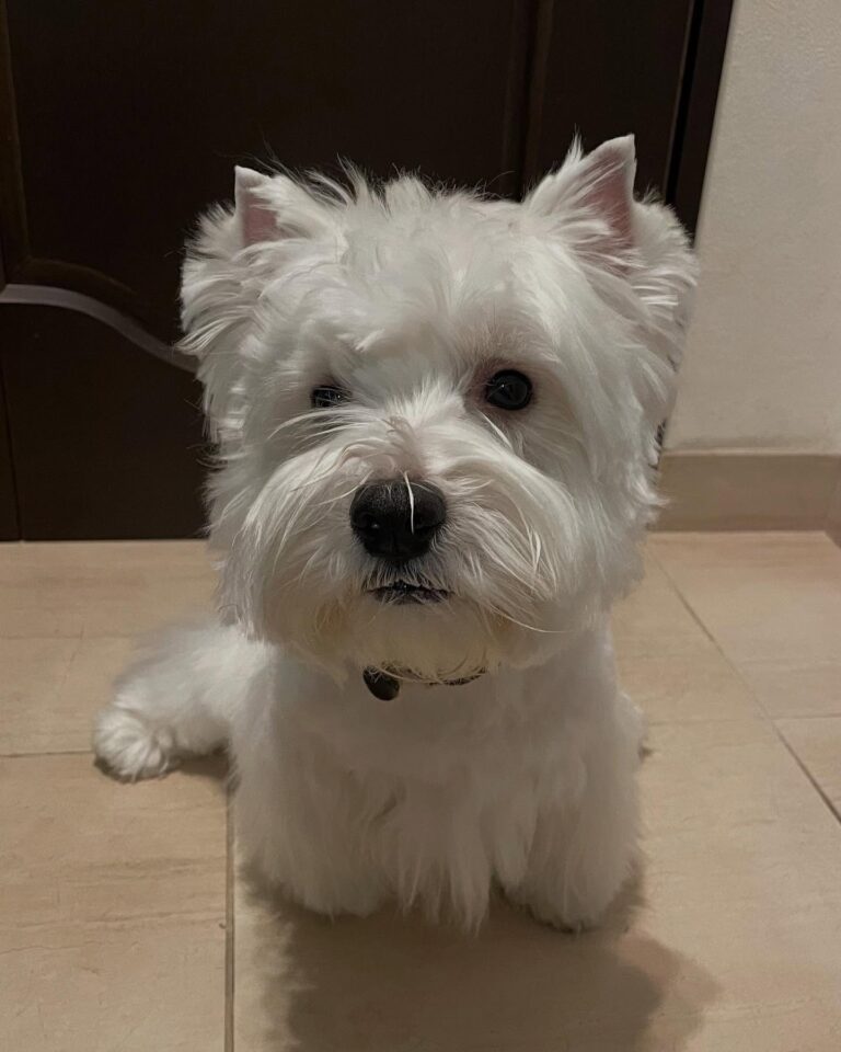 Callum — West Highland White Terrier puppy