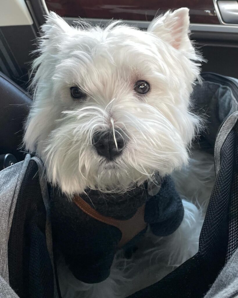 Callum — West Highland White Terrier puppy