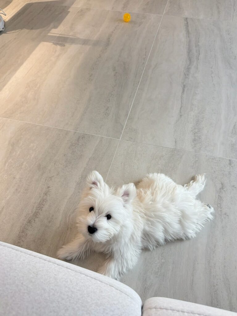 Elsie — West Highland White Terrier puppy