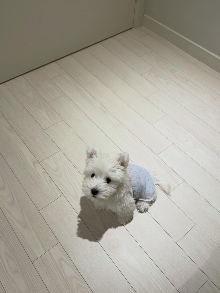 Elsie — West Highland White Terrier puppy