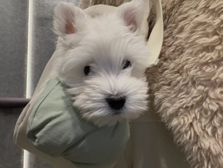 Elsie — West Highland White Terrier puppy