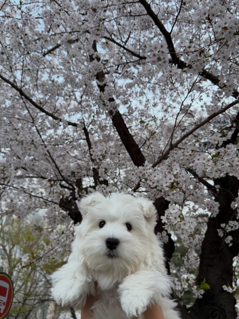 Elsie — West Highland White Terrier puppy