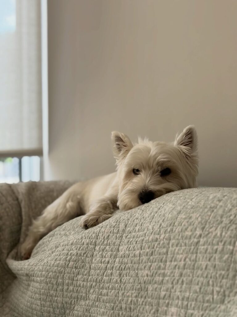 Fergus — West Highland White Terrier puppy