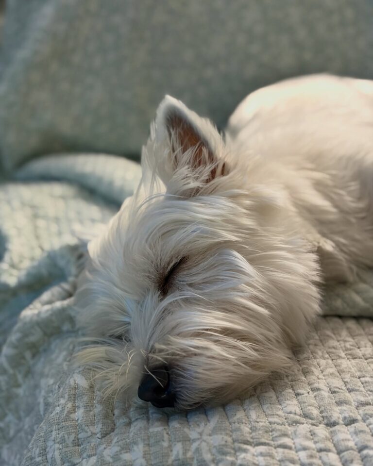 Fergus — West Highland White Terrier puppy