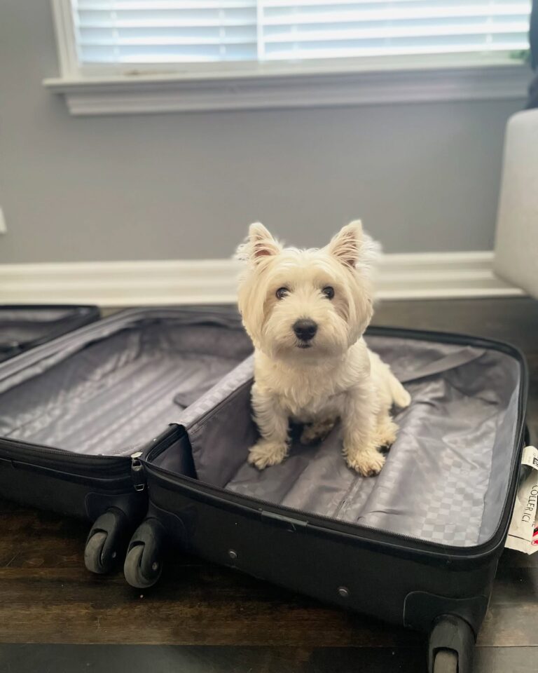 Fergus — West Highland White Terrier puppy