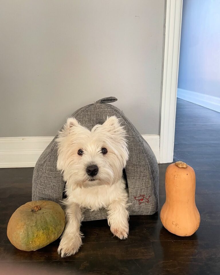 Fergus — West Highland White Terrier puppy