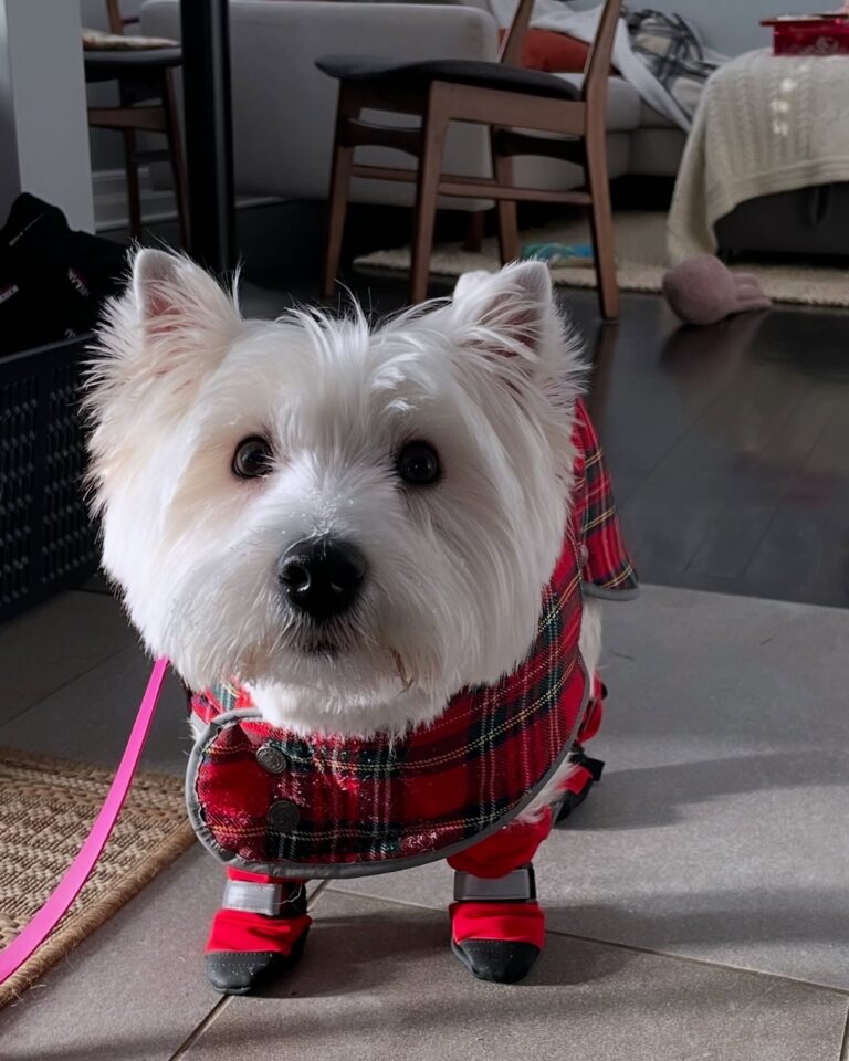 Fergus — West Highland White Terrier puppy