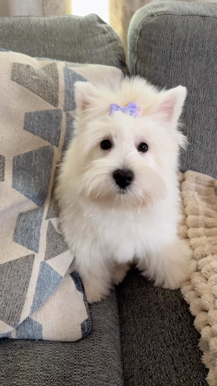 Isla — West Highland White Terrier puppy