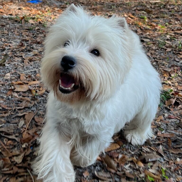 Isla — West Highland White Terrier puppy