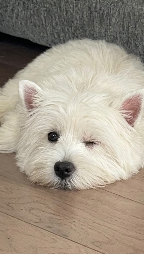 Isla — West Highland White Terrier puppy