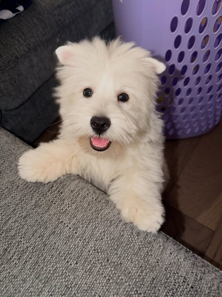 Isla — West Highland White Terrier puppy