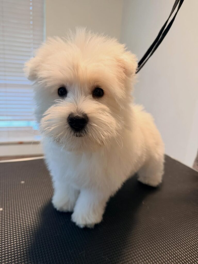 Isla — West Highland White Terrier puppy