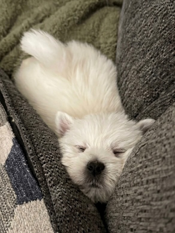 Isla — West Highland White Terrier puppy
