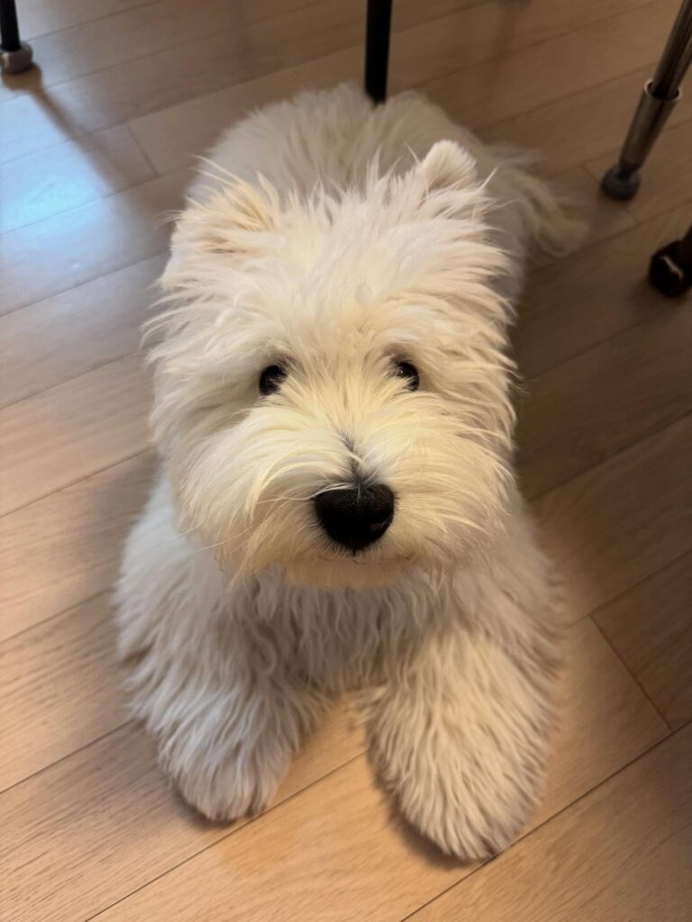 Maisie — West Highland White Terrier puppy