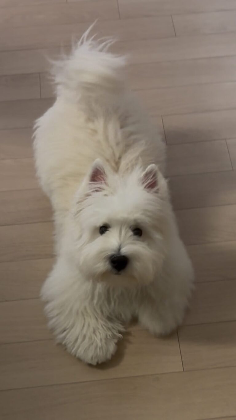 Maisie — West Highland White Terrier puppy
