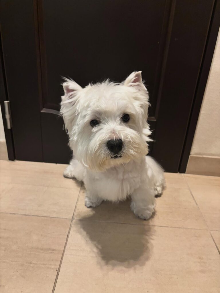 Maisie — West Highland White Terrier puppy