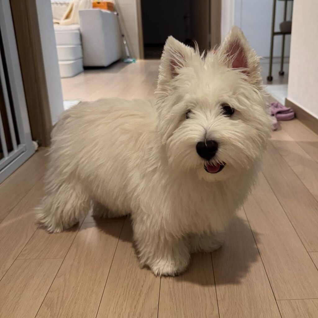 Maisie, a West Highland White Terrier puppy, resting at home