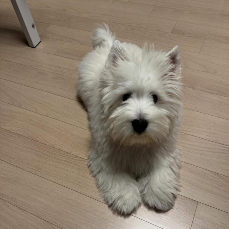 Maisie — West Highland White Terrier puppy
