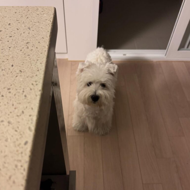 Maisie — West Highland White Terrier puppy