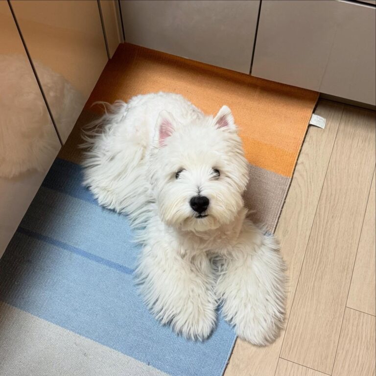 Maisie — West Highland White Terrier puppy