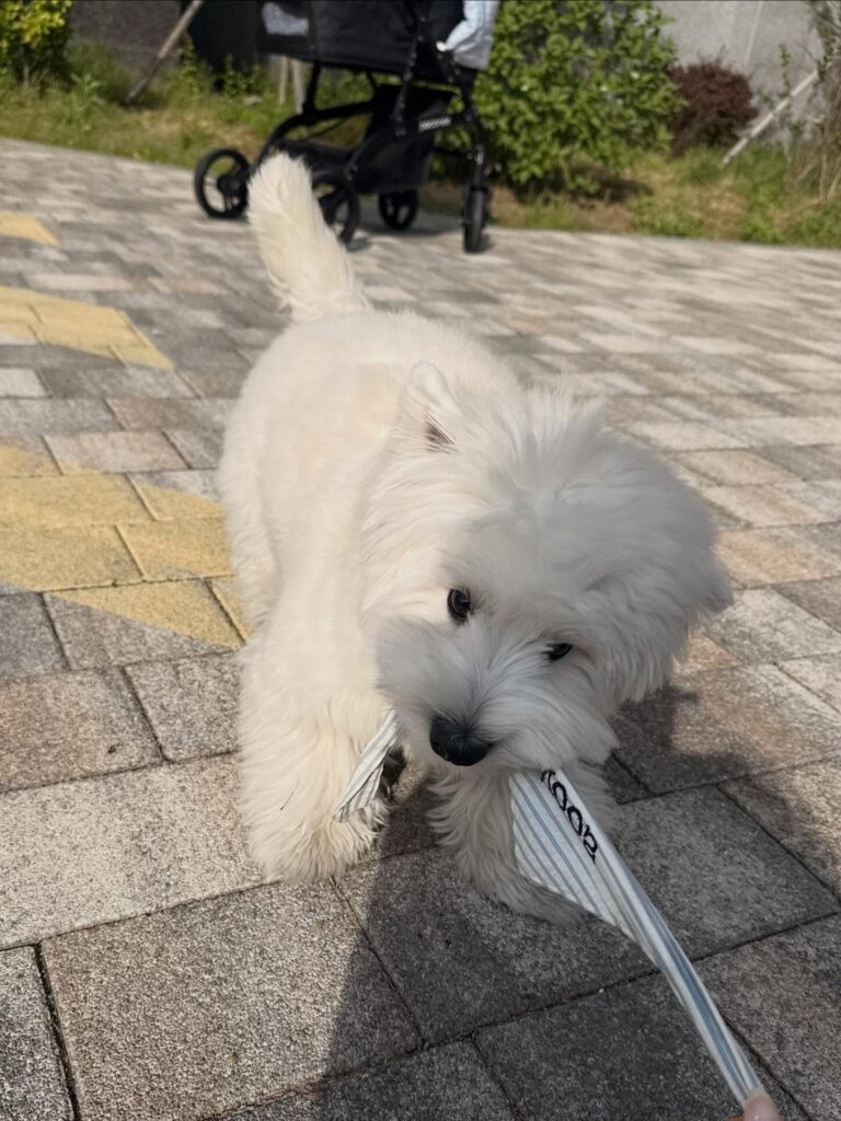 Rory — West Highland White Terrier puppy