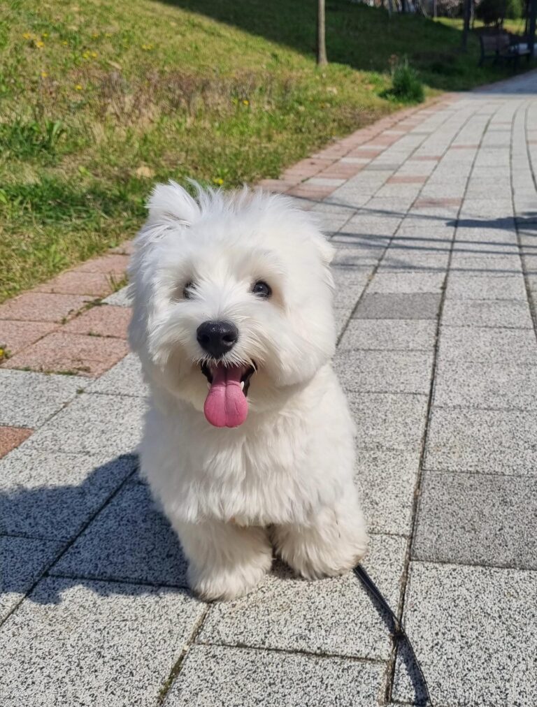 Rory — West Highland White Terrier puppy