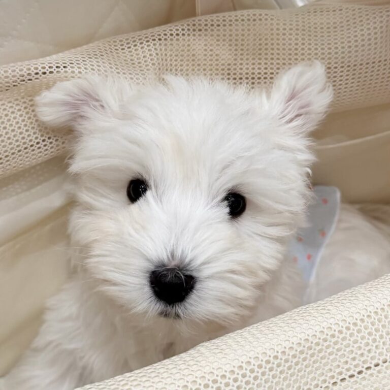 Rory — West Highland White Terrier puppy