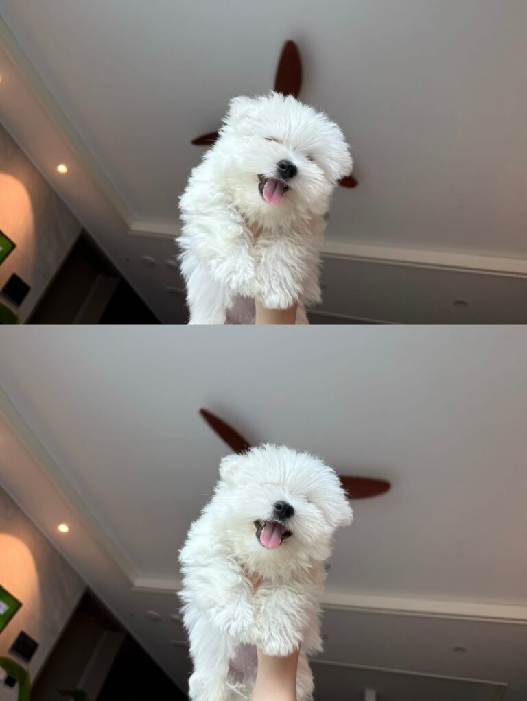 Rory — West Highland White Terrier puppy