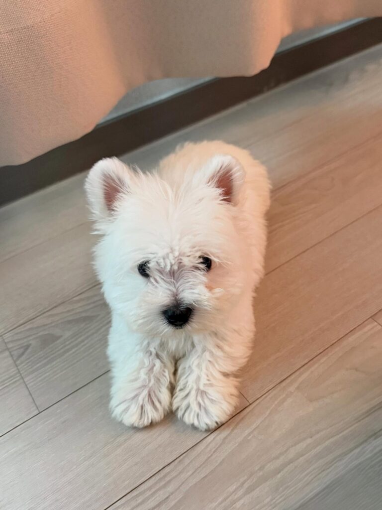 Rory — West Highland White Terrier puppy