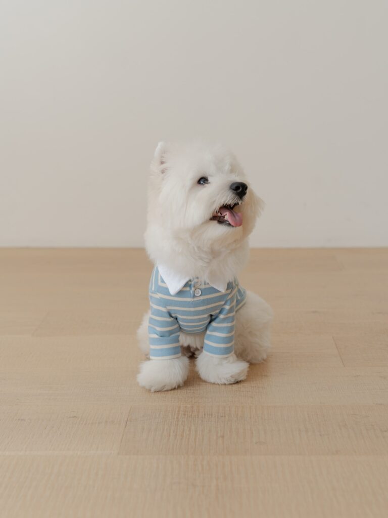 Rory — West Highland White Terrier puppy