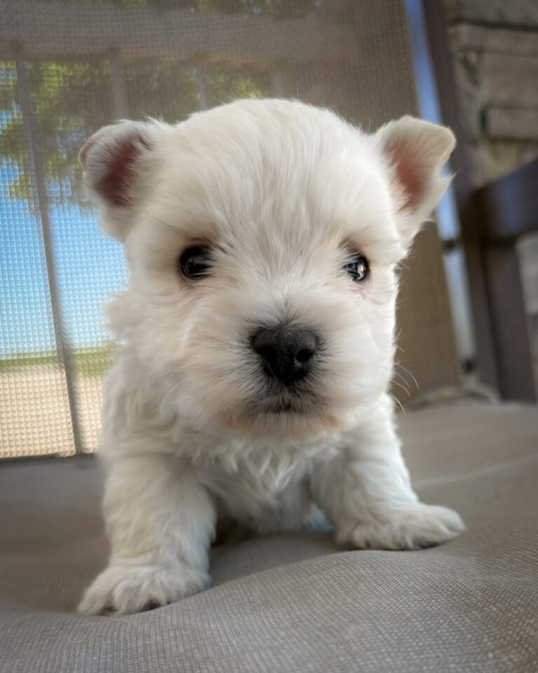 Skye — West Highland White Terrier puppy