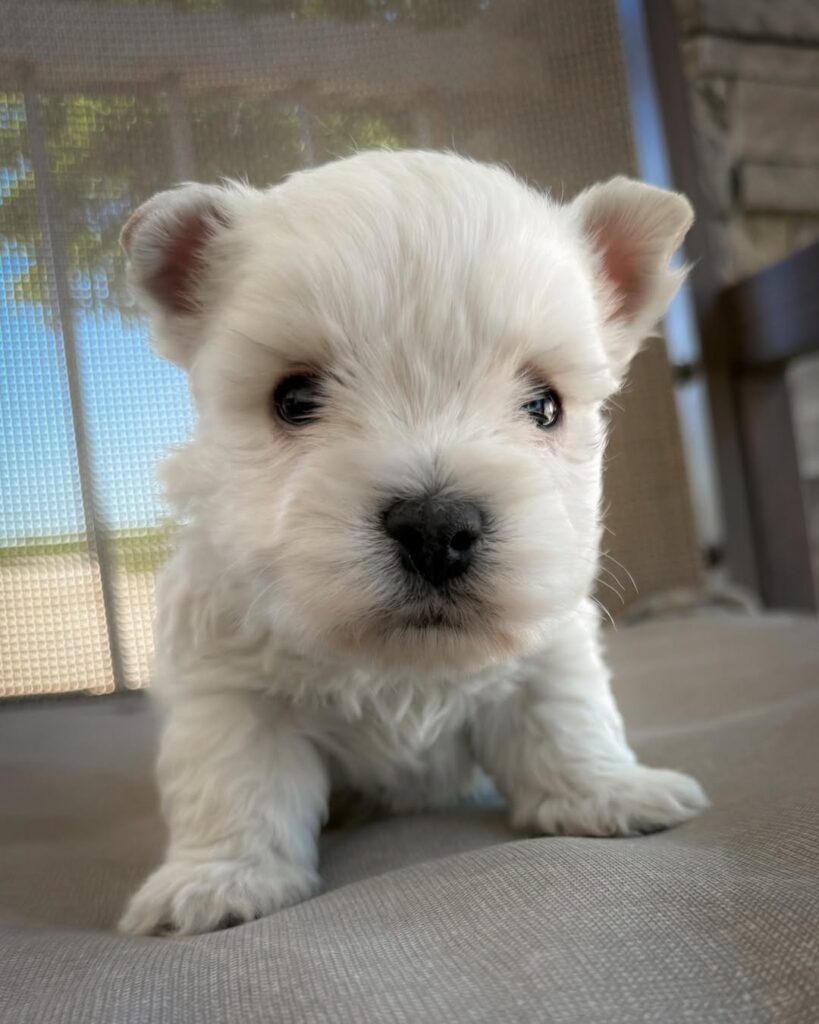 Skye — West Highland White Terrier puppy