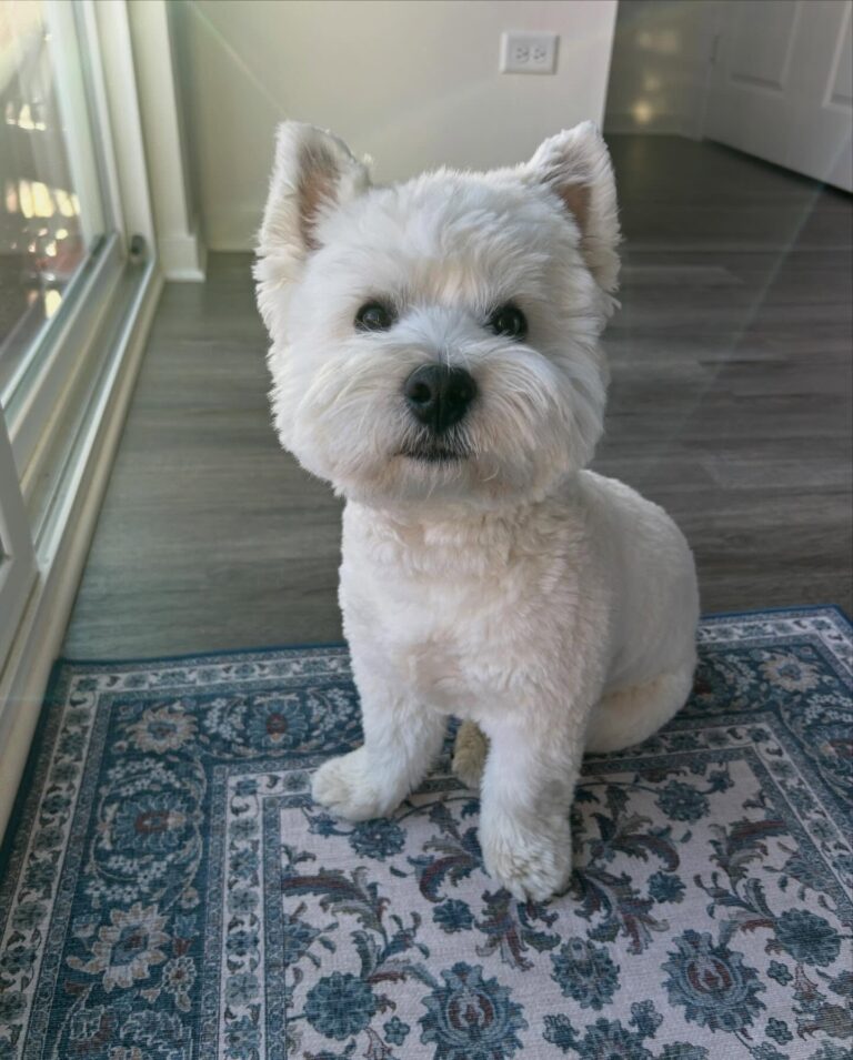 Skye — West Highland White Terrier puppy