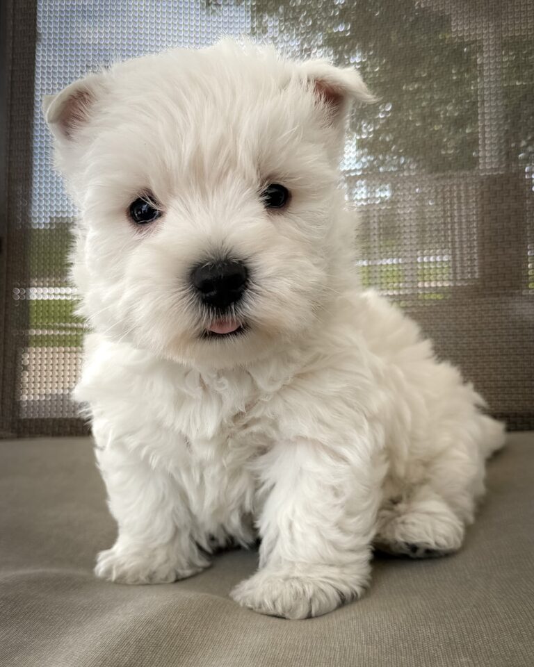 Skye — West Highland White Terrier puppy