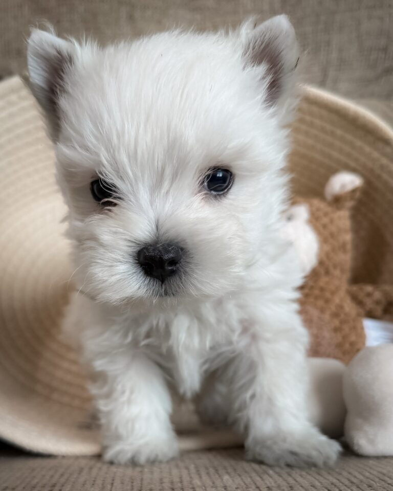 Skye — West Highland White Terrier puppy