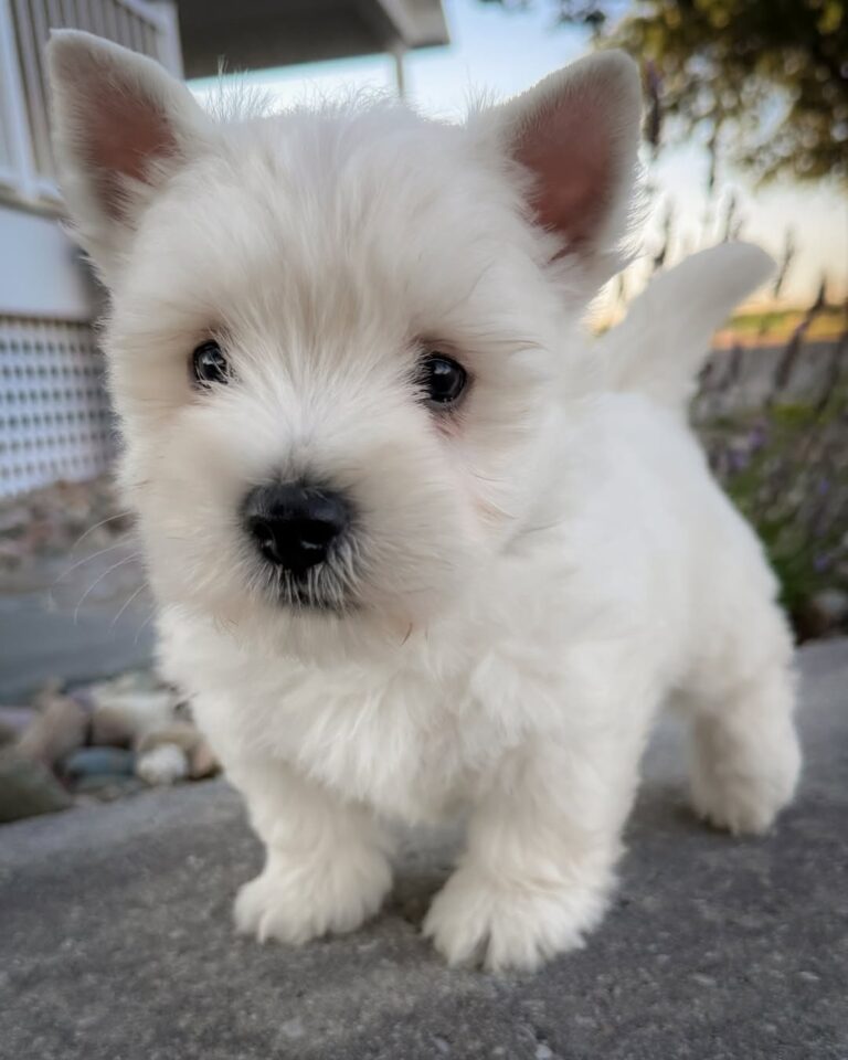 Skye — West Highland White Terrier puppy