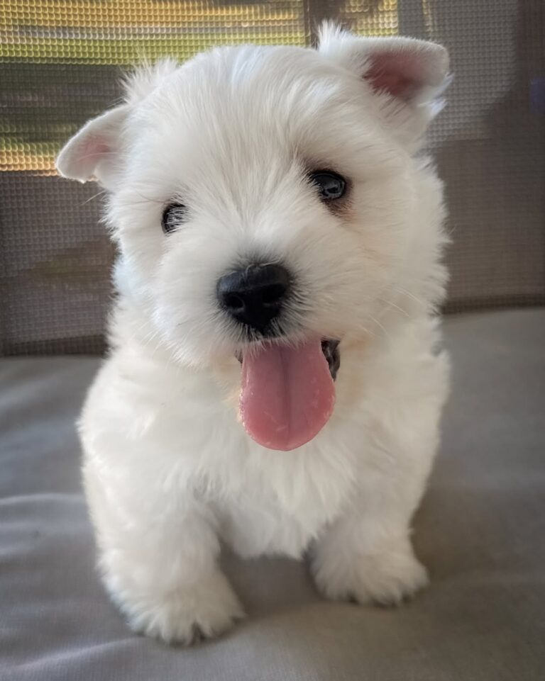Skye — West Highland White Terrier puppy