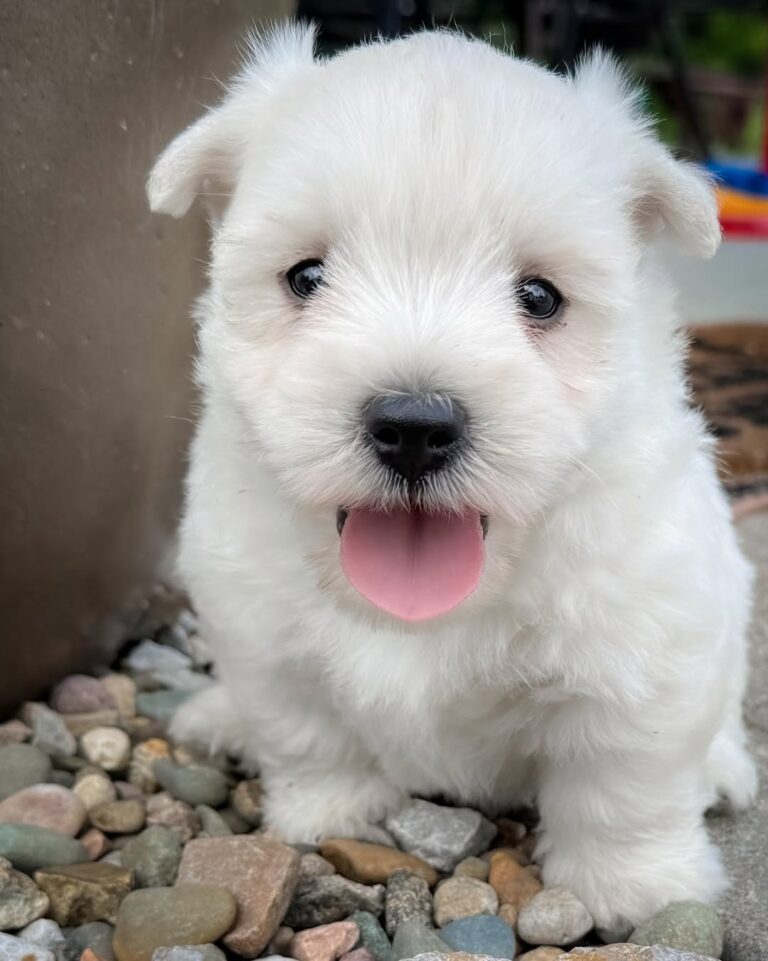 Skye — West Highland White Terrier puppy