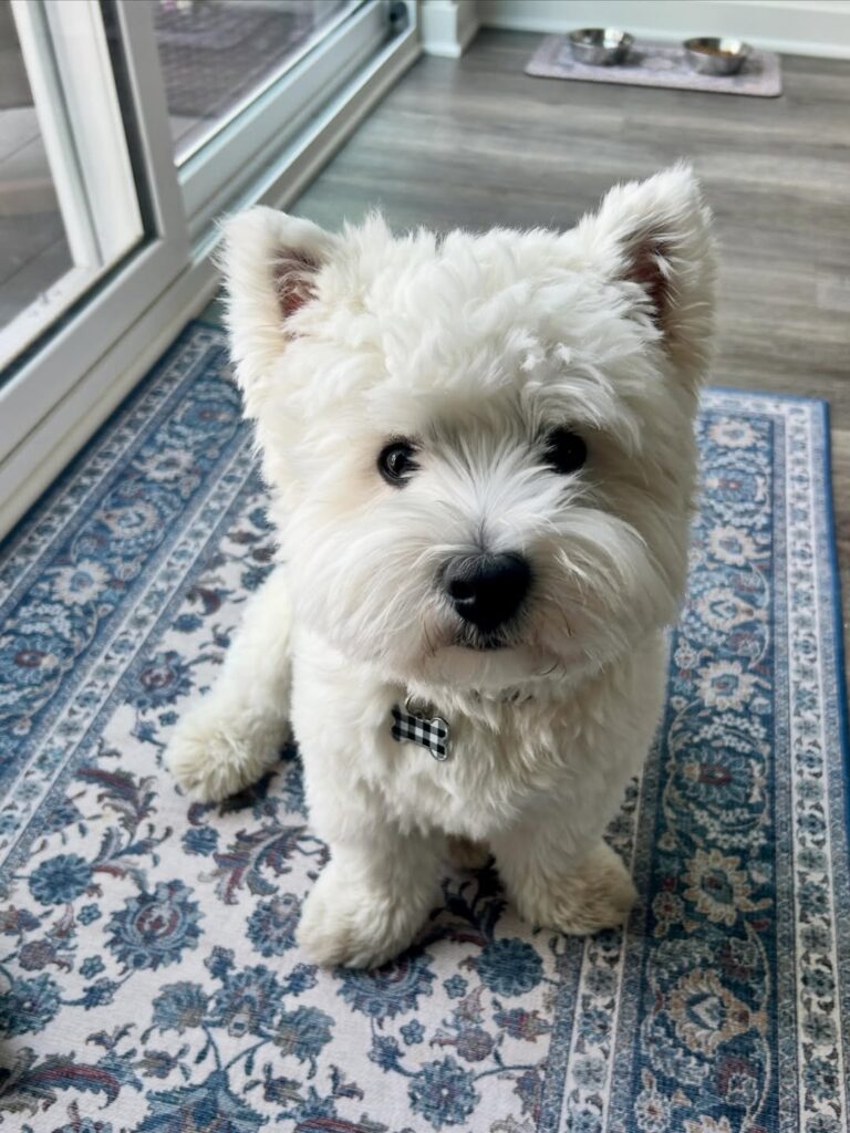 Skye — West Highland White Terrier puppy