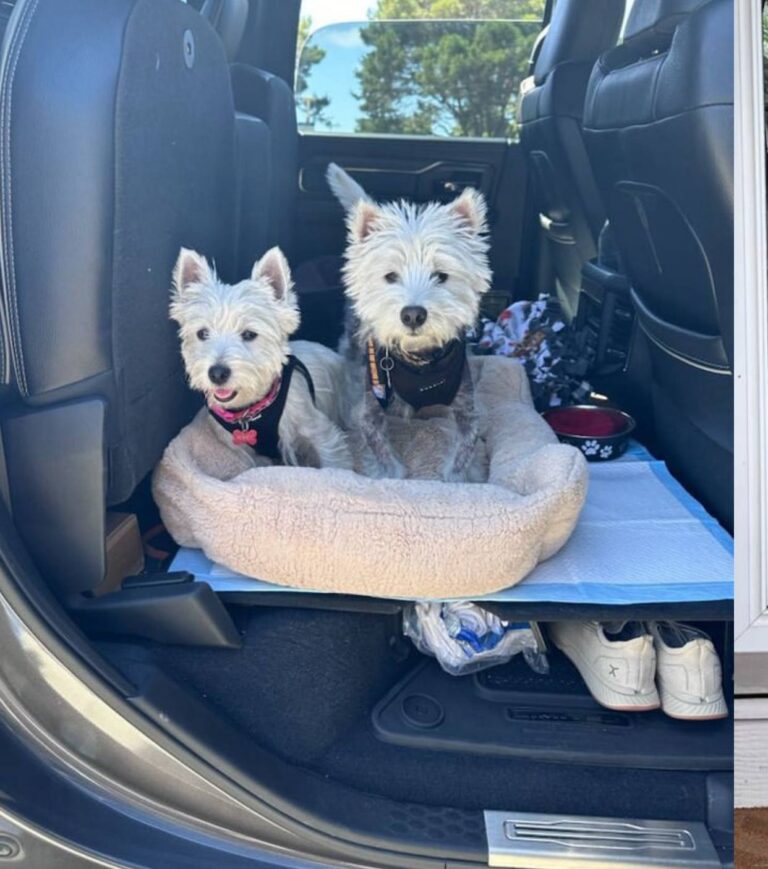 Ellen Prewitt at home with their West Highland White Terrier